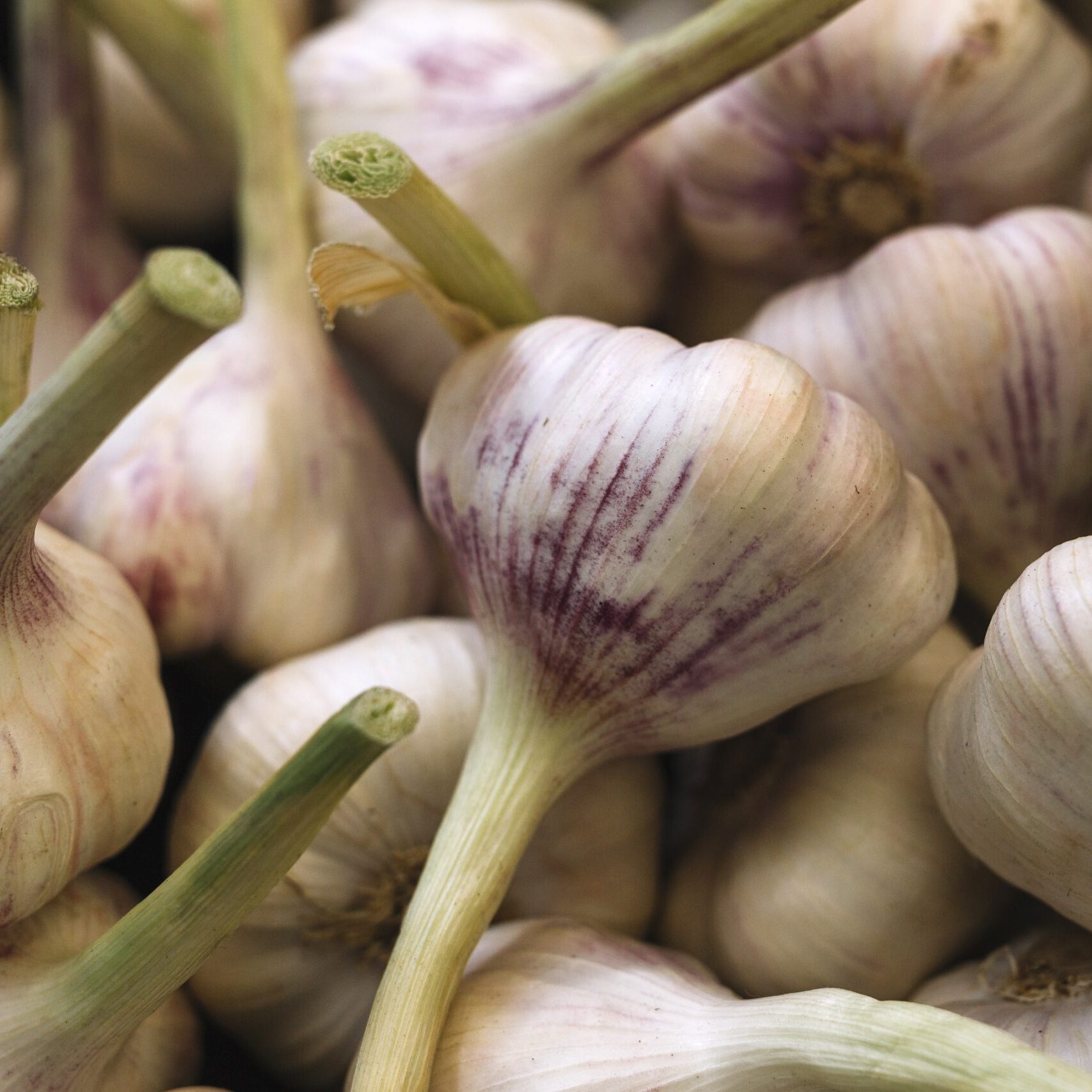 fresh-aromatic-garlic-bulbs