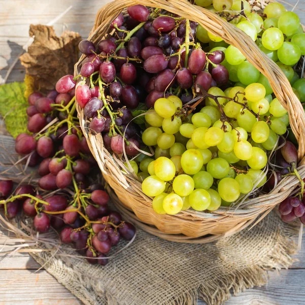 harvest-fresh-organic-wine-grapes-basket-autumn