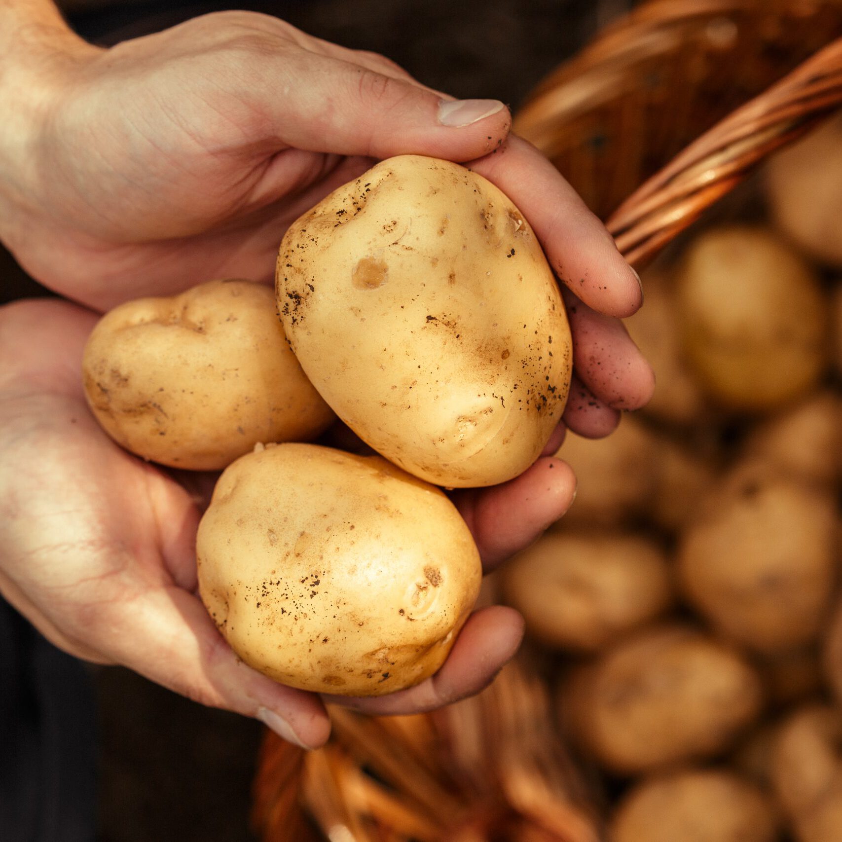 Potatoes in hands on soil background